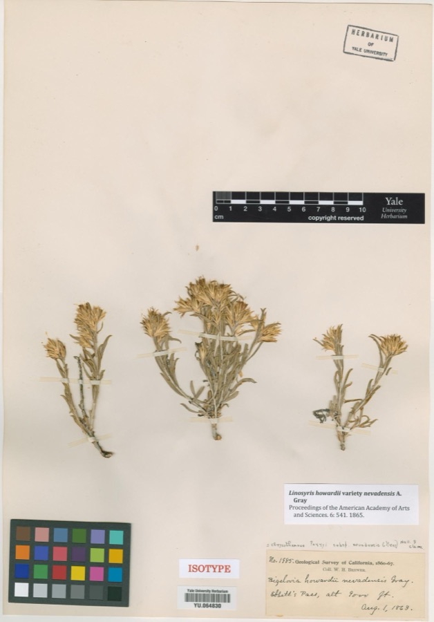 Specimen of Linosyris howardii var. nevadensis A.Gray