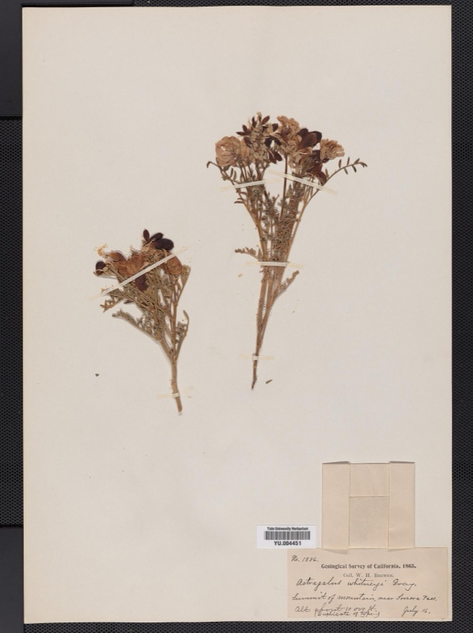 Specimen of Astragalus whitneyi A.Gray