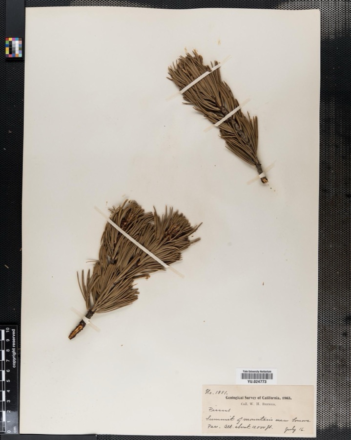 Specimen of Pinus L.