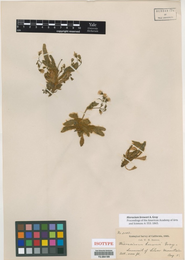 Specimen of Hieracium breweri A.Gray