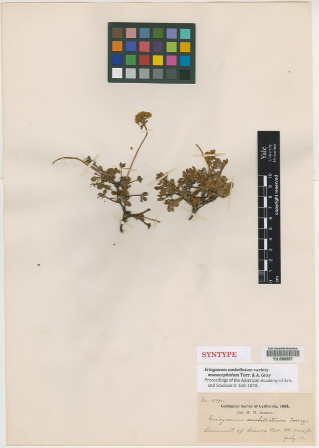 Specimen of Eriogonum Michx.