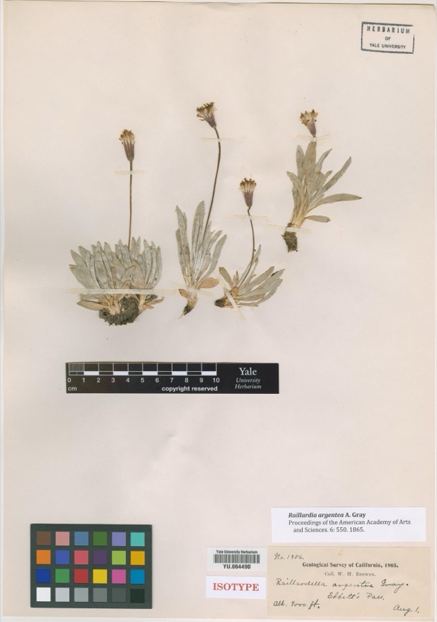 Specimen of Raillardia argentea A.Gray