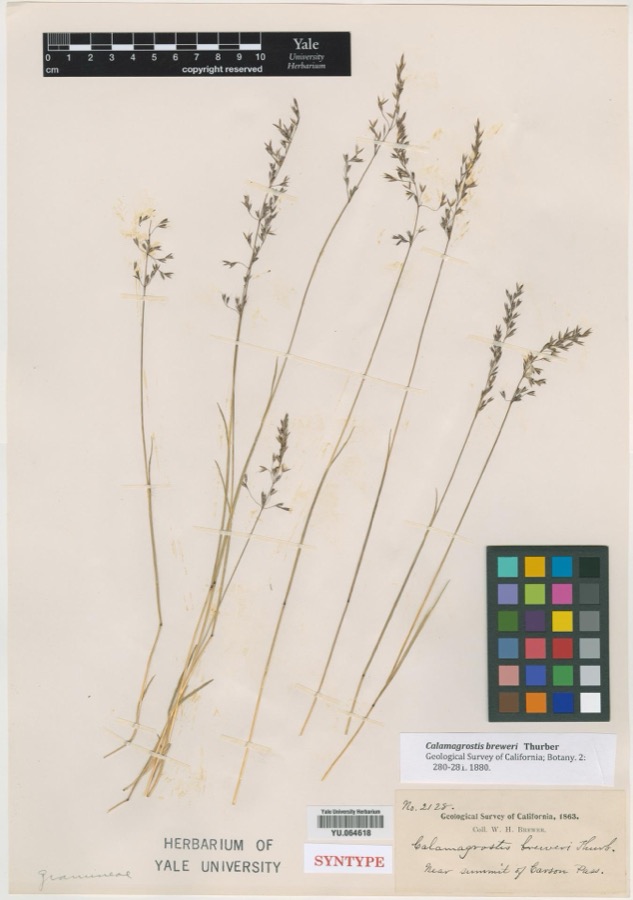Specimen of Calamagrostis breweri Thurb.