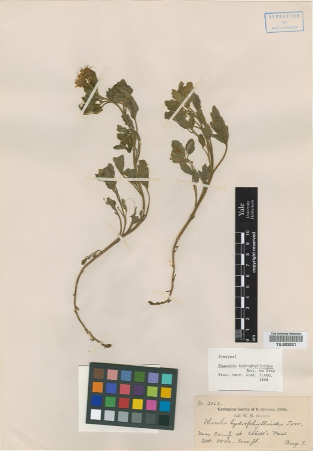 Specimen of Phacelia hydrophylloides Torr. ex A.Gray