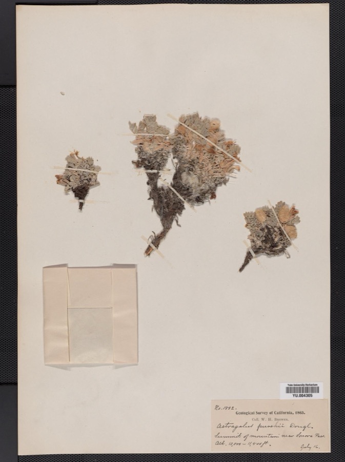 Specimen of Astragalus L.