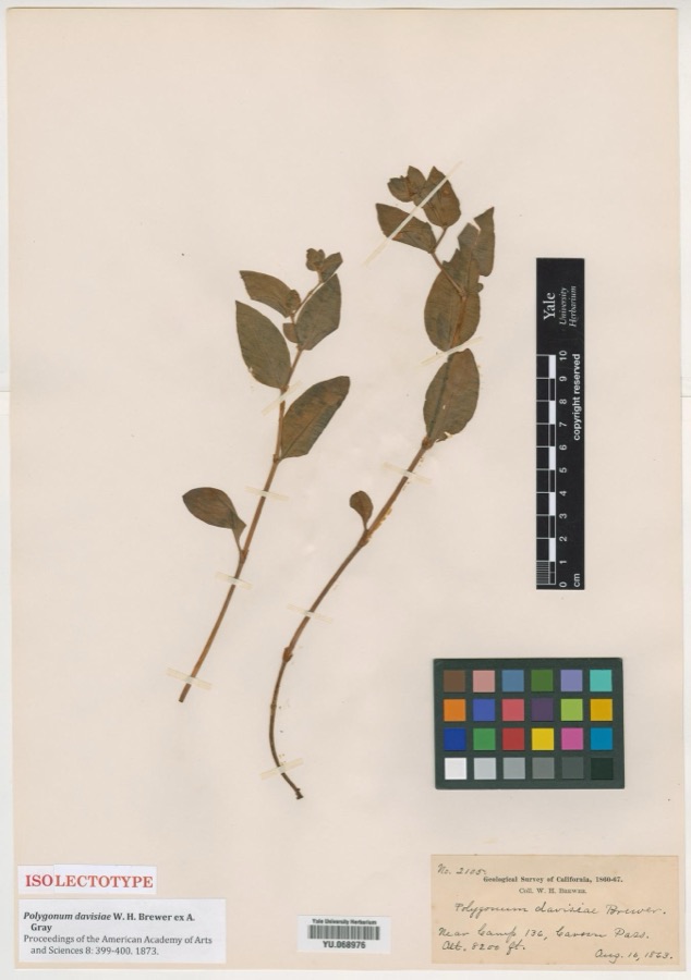 Specimen of Polygonum davisiae W.H.Brewer ex A.Gray