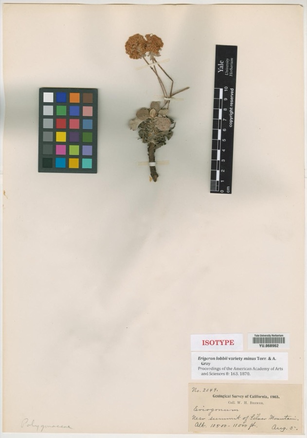 Specimen of Eriogonum lobbii var. minus Torr. & A.Gray