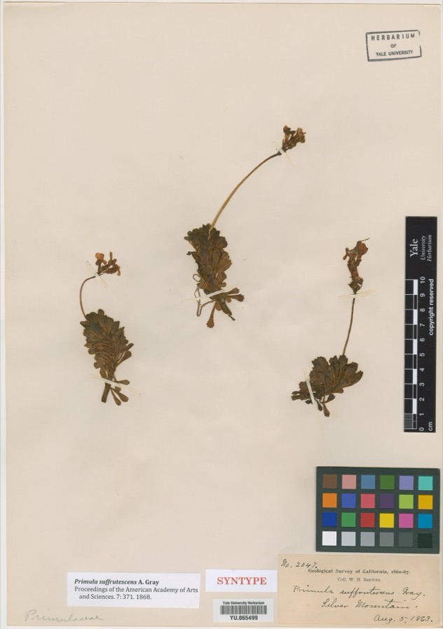 Specimen of Primula suffrutescens A.Gray