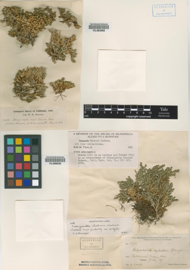 Specimen of Selaginella watsonii Underw.