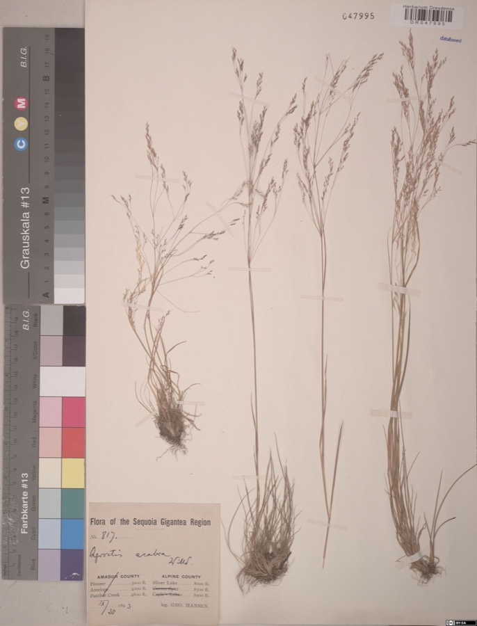 Specimen of Agrostis scabra Willd.