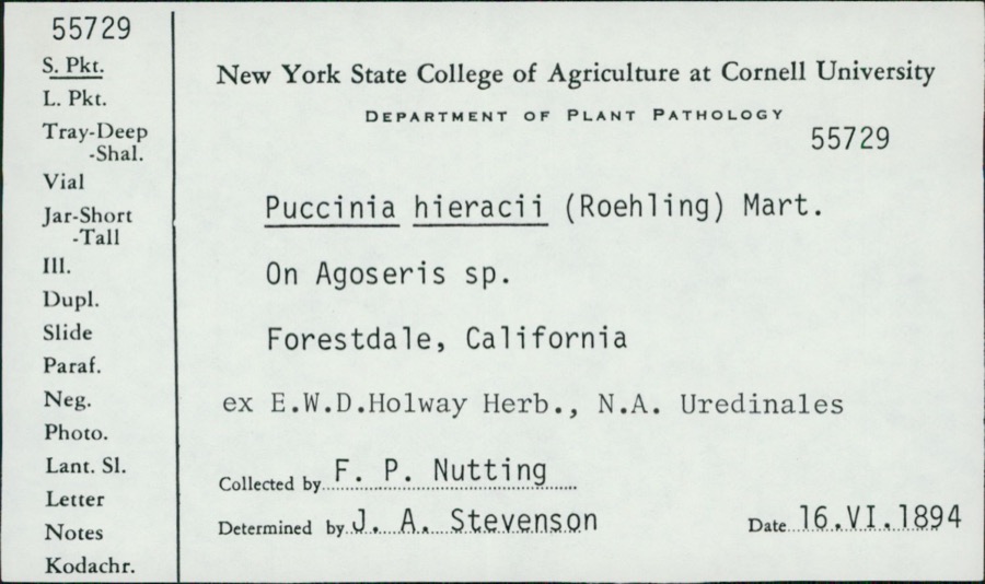 Specimen of Puccinia hieracii (Röhl.) H.Mart.