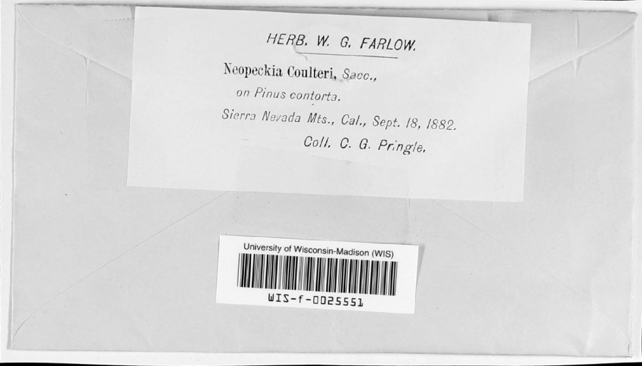 Specimen of Neopeckia coulteri (Peck) Sacc.