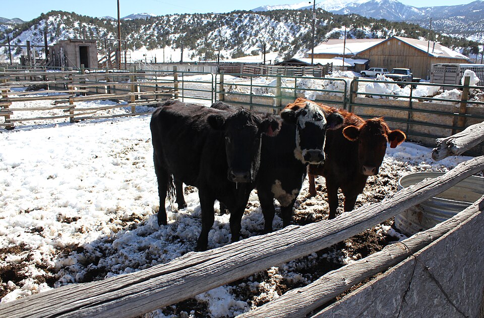 Photograph of Salida Livestock Commission Company