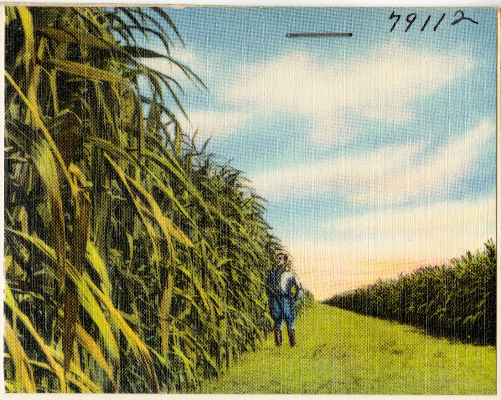 View of man at crops, Clewiston, Florida, Boston Public Library - undated