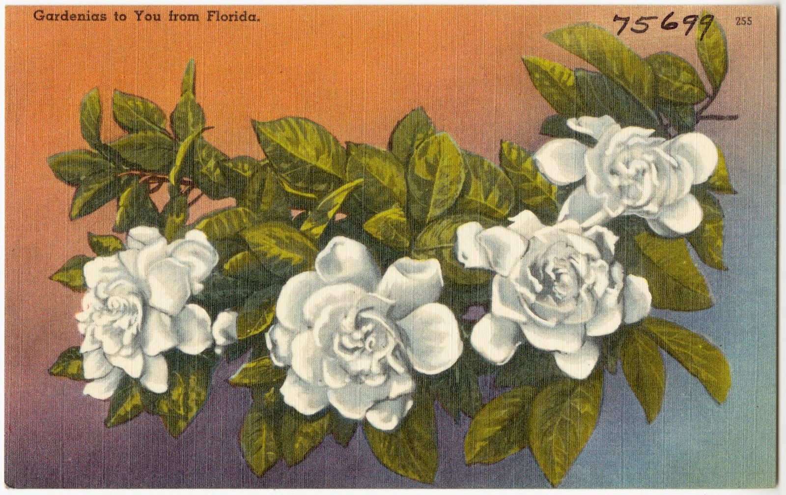 Gardenias to you from Florida, Boston Public Library - undated