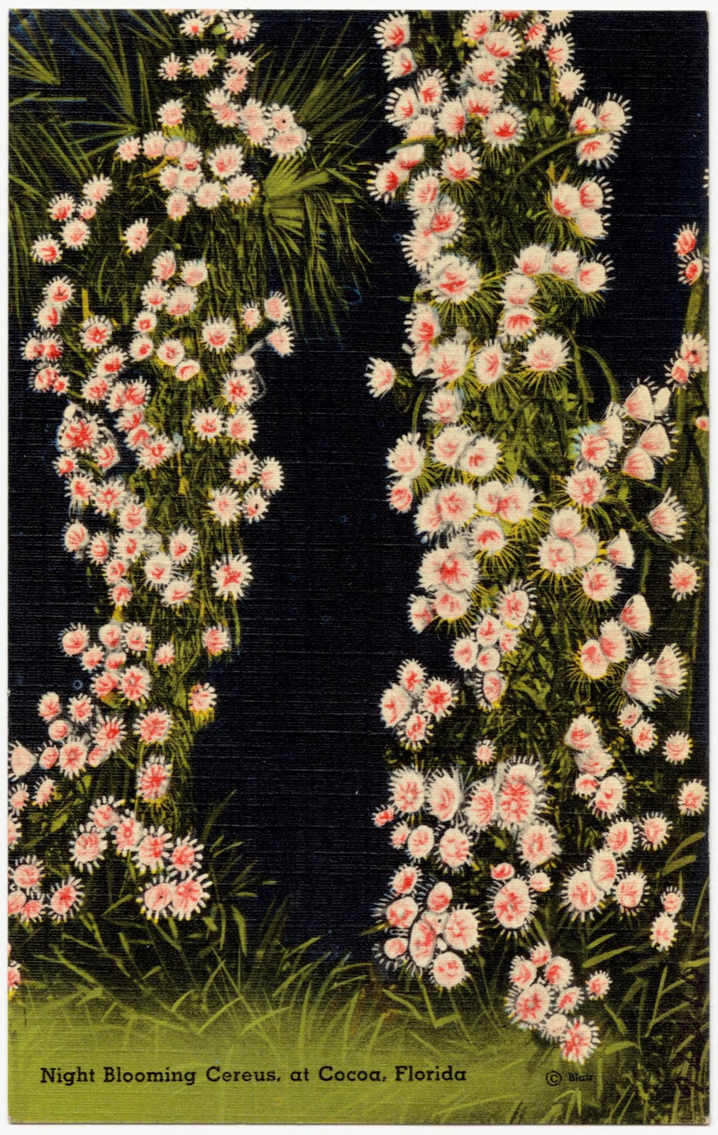 Night blooming cereus, at Cocoa, Florida, Boston Public Library - undated