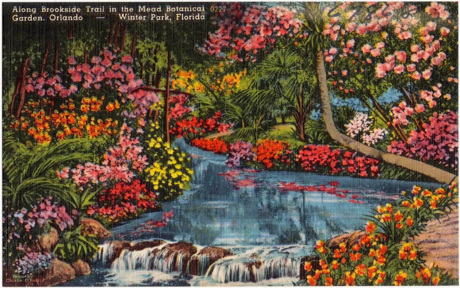 Along Brookside Trail in the Mead Botanical Garden, Orlando- Winter Park, Florida, Boston Public Library - undated