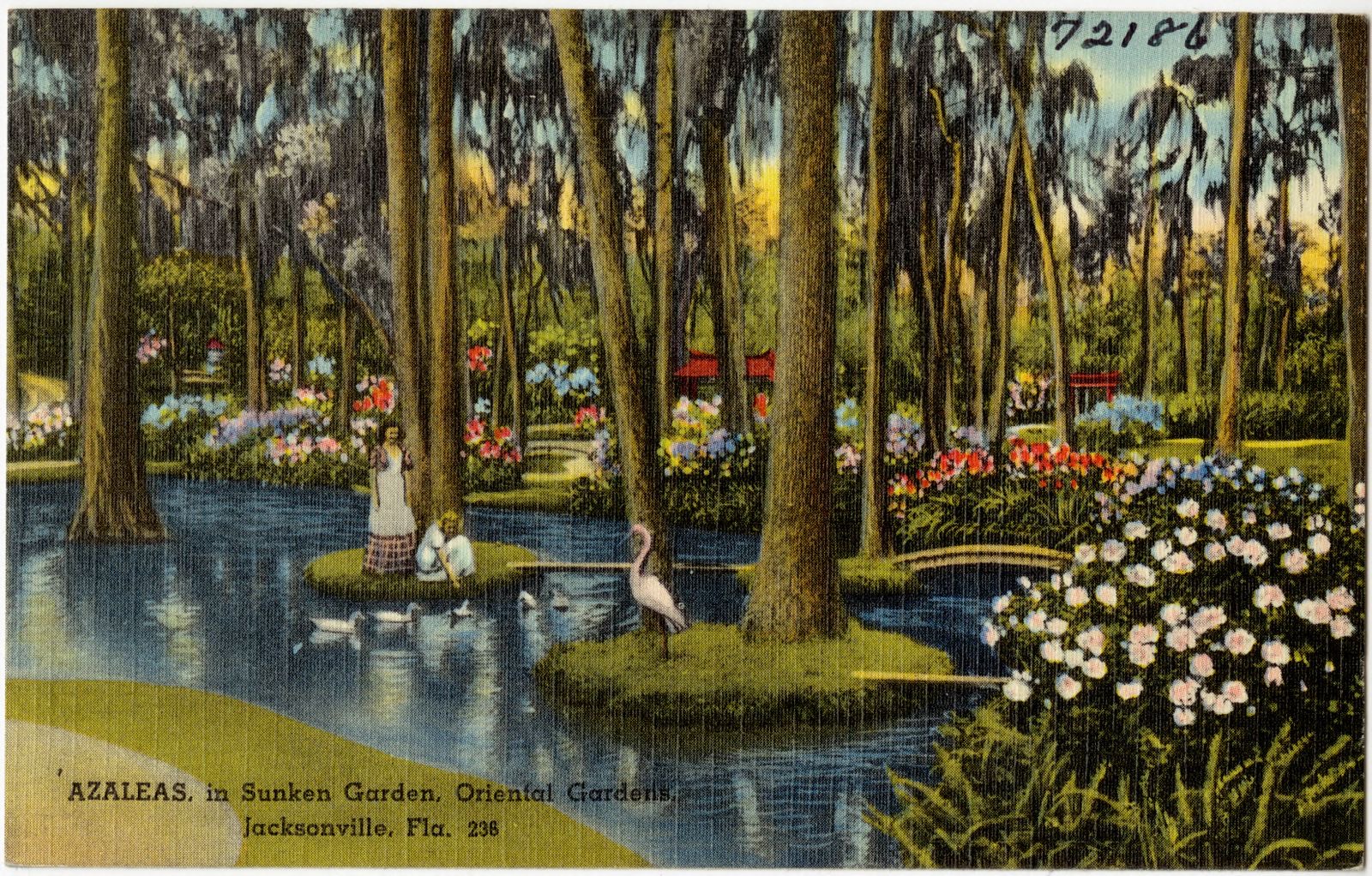 Azaleas in sunken garden, Oriental Gardens, Jacksonville, Fla., Boston Public Library - undated