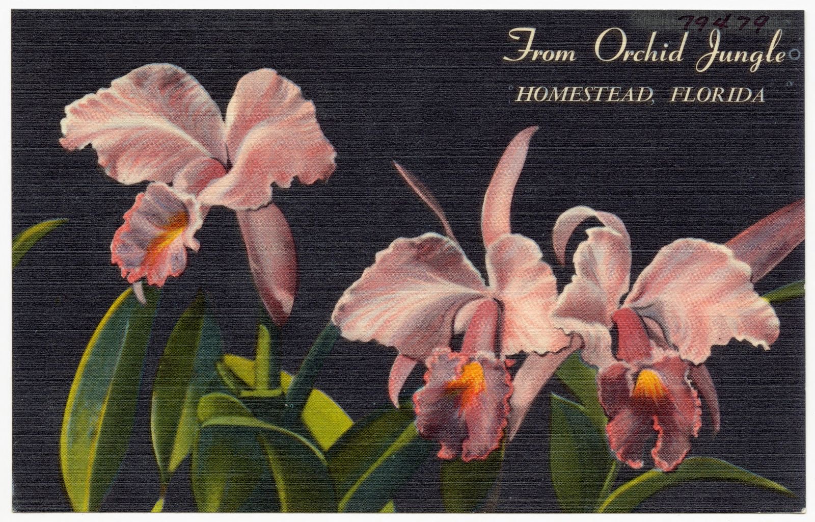 From Orchid Jungle, Homestead, Florida, Boston Public Library - undated