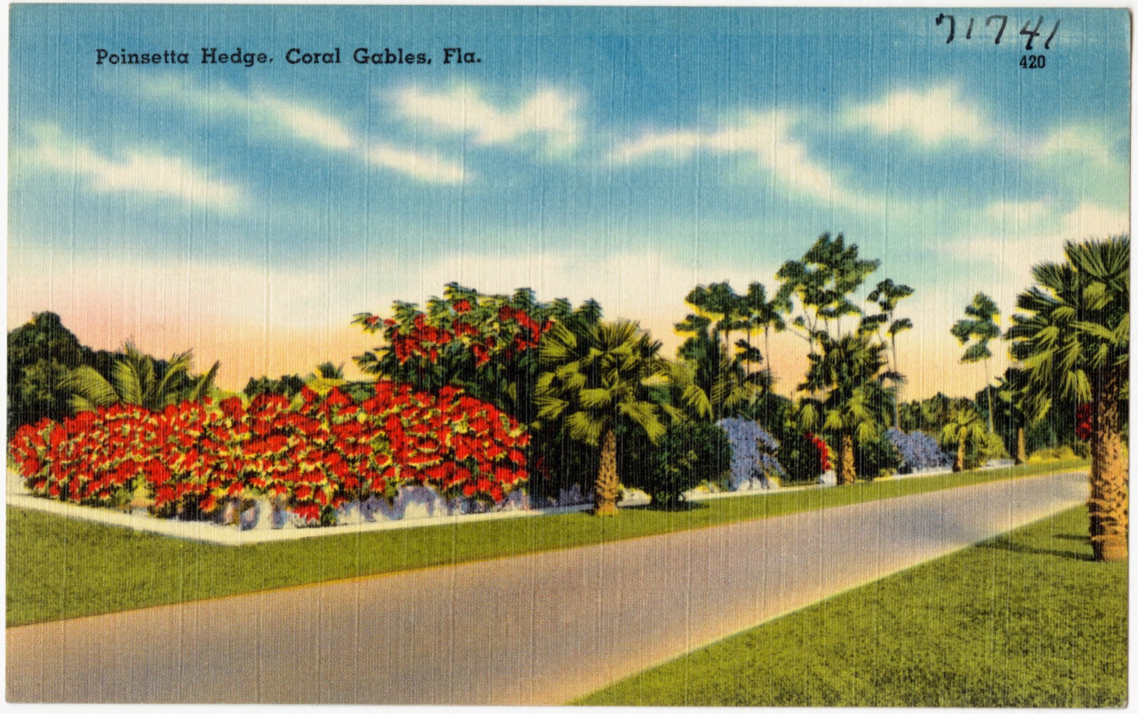 Poinsettia hedge, Coral Gables, Fla., Boston Public Library - undated