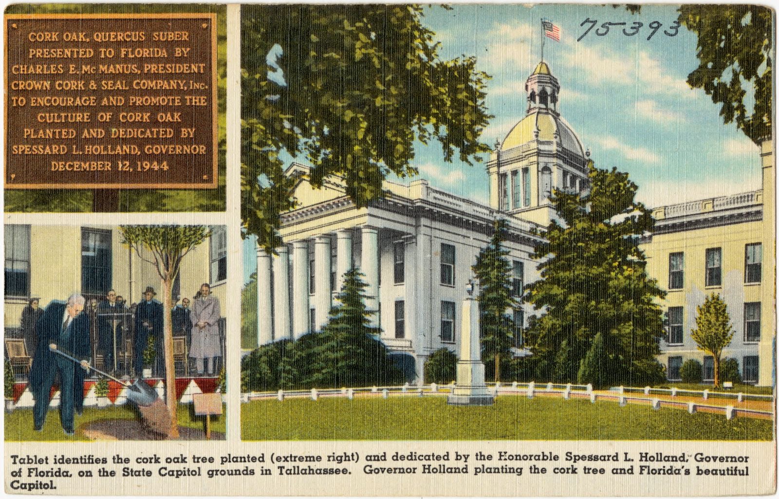 Tablet identifies the cork oak tree planted (extreme right) and dedicated by the Honorable Spessard L. Holland, Governor of Florida, on the State Capitol grounds in Tallahassee., Boston Public Library - undated