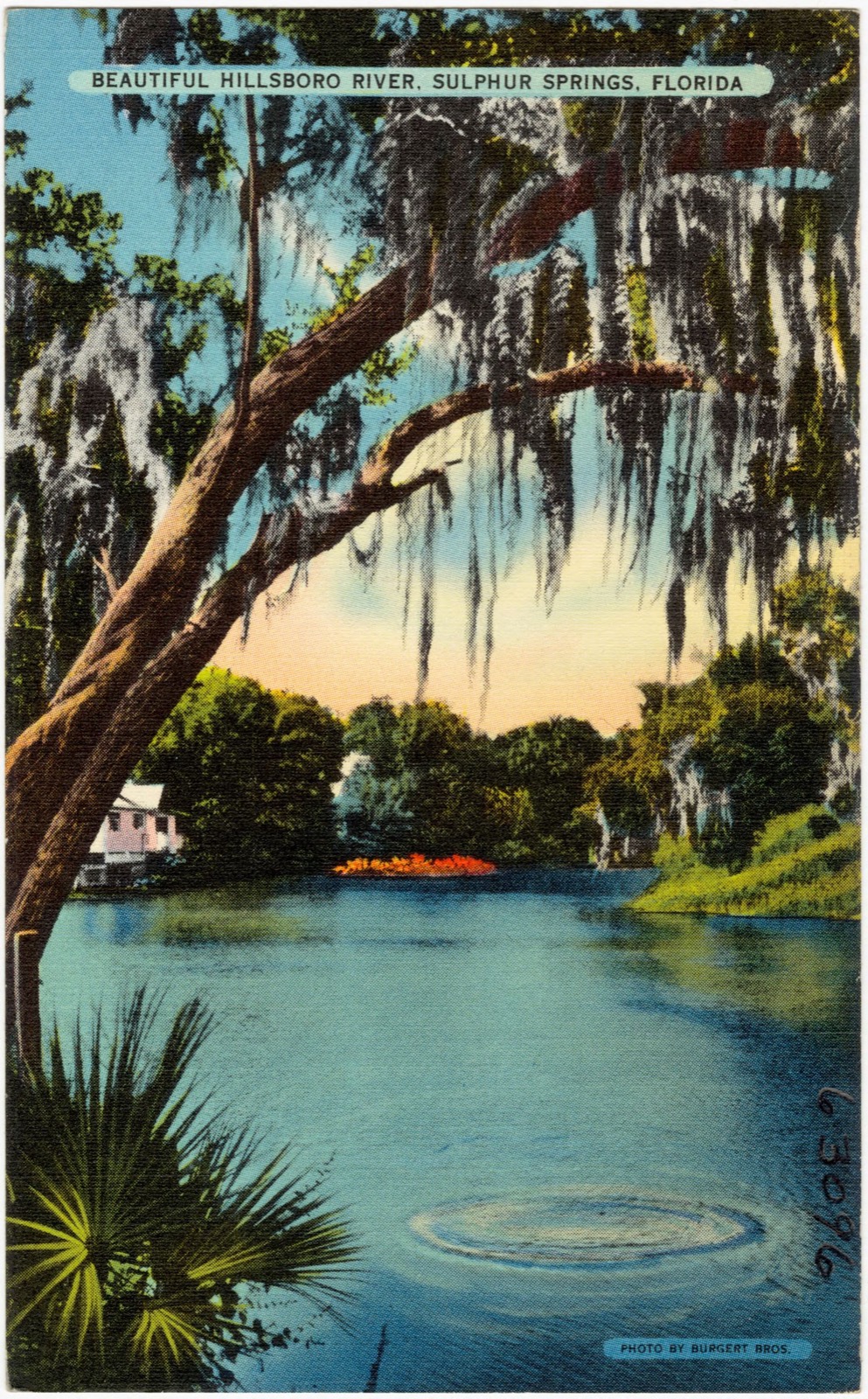 Beautiful Hillsboro River, Sulphur Springs, Florida, Boston Public Library - undated