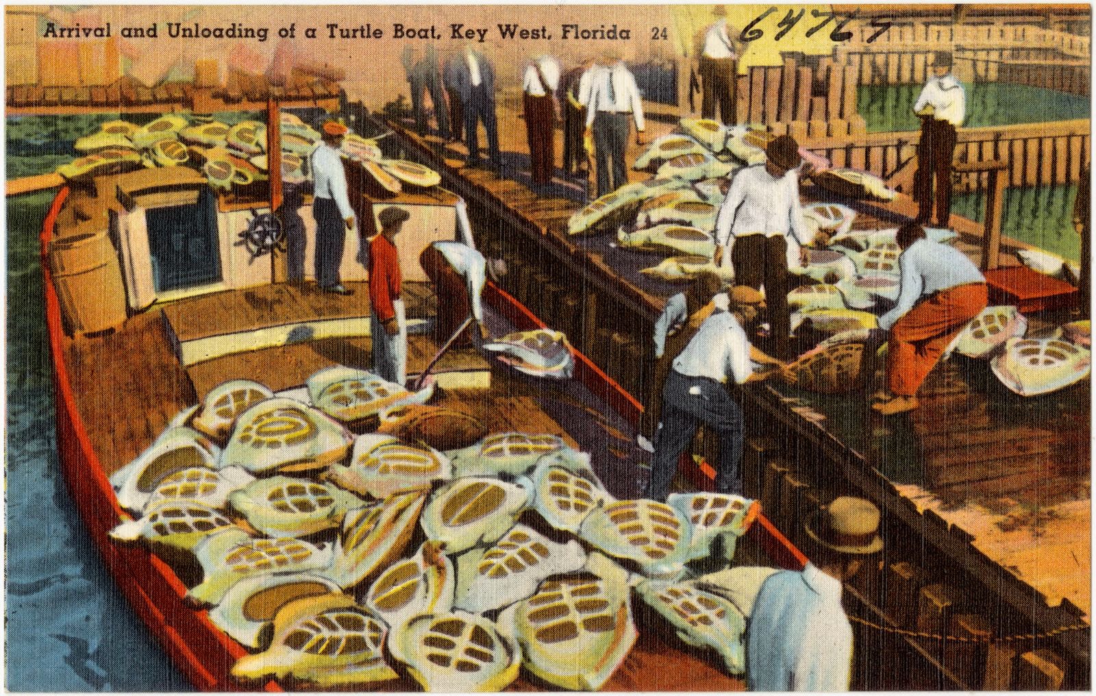 Arrival and unloading of a turtle boat, Key West, Florida, Boston Public Library - undated