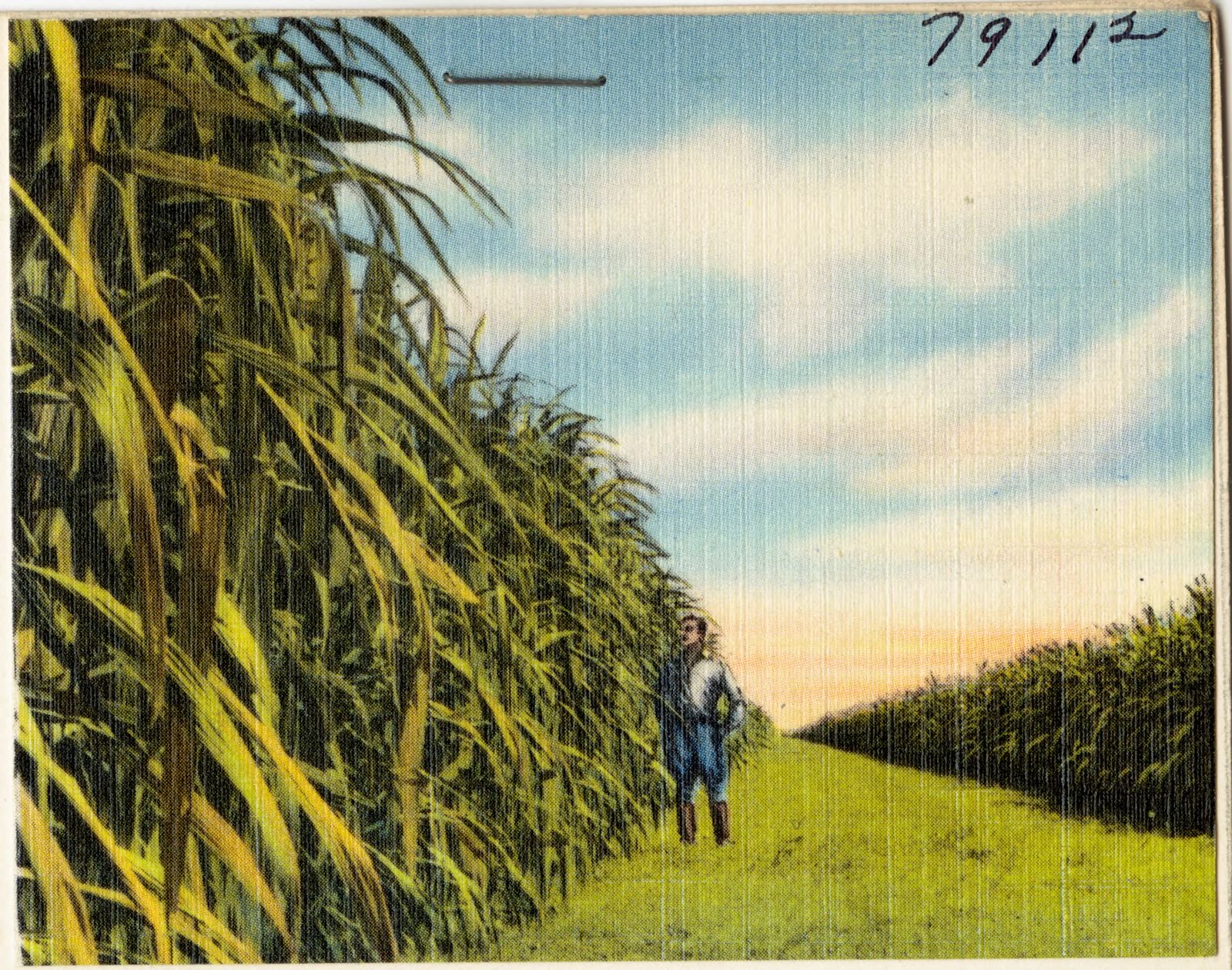View of man at crops, Clewiston, Florida, Boston Public Library - undated