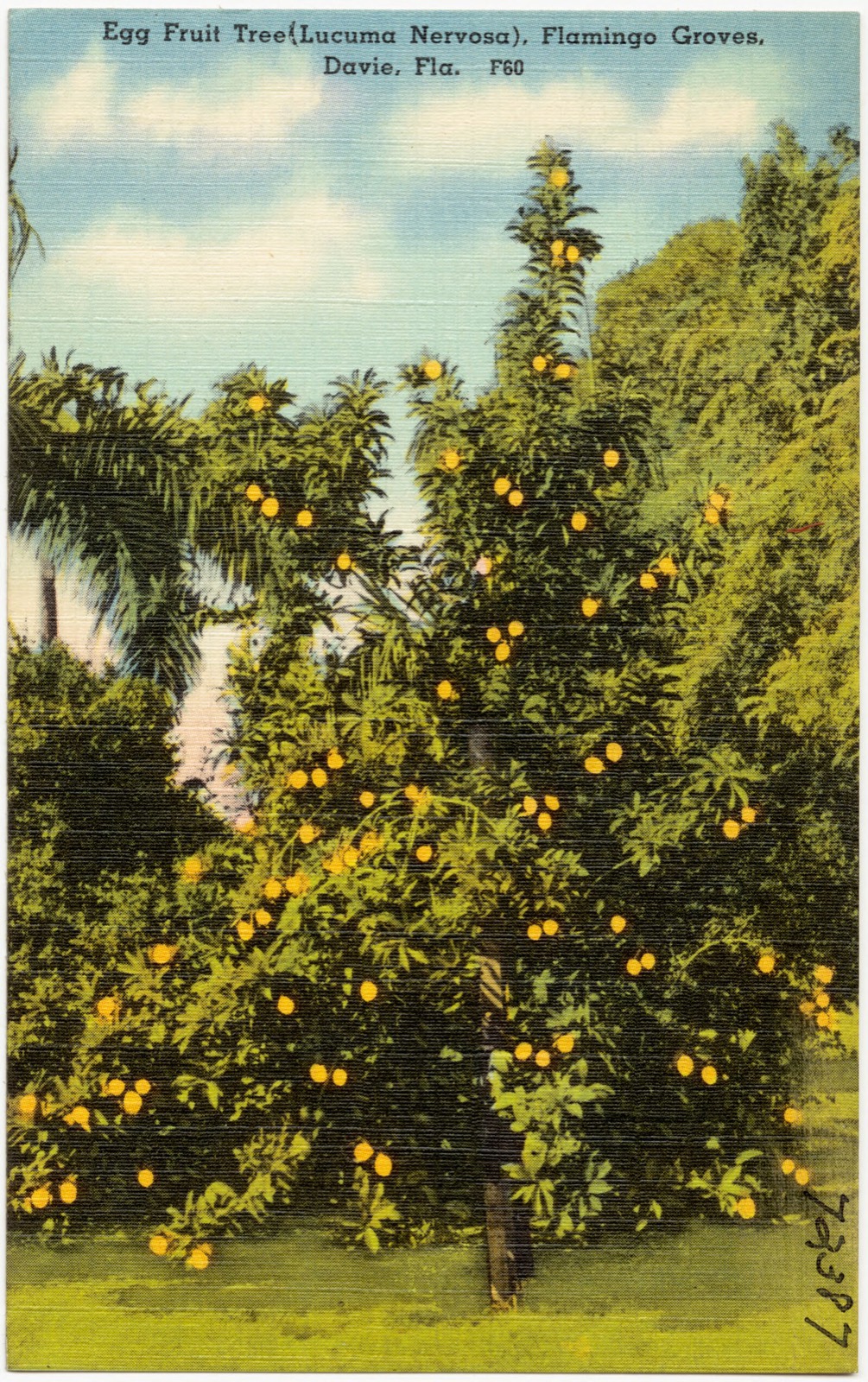 Egg Fruit Tree (Lucuma Nervosa), Flamingo Groves, Davie, Florida, Boston Public Library - undated