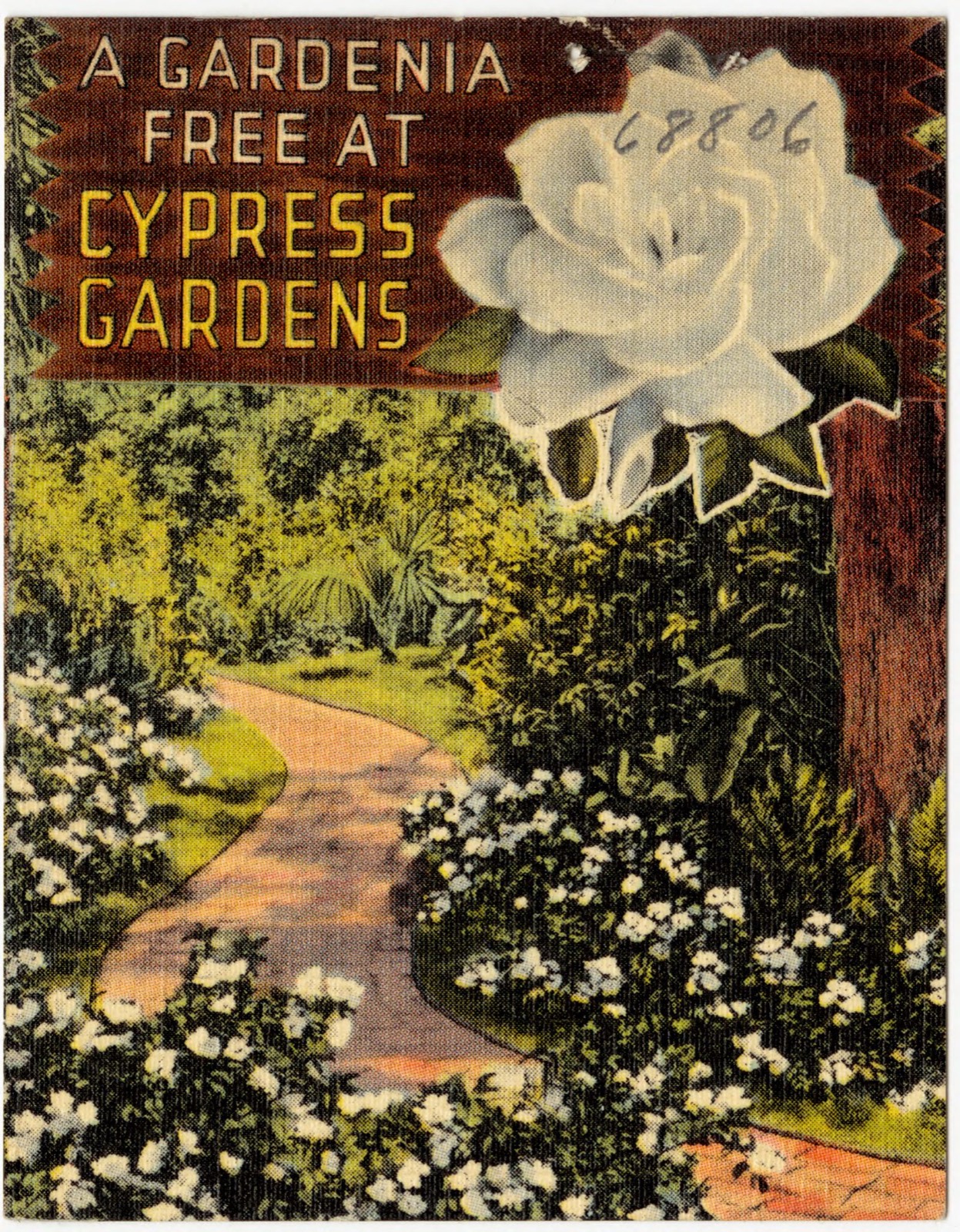 A gardenia free at cypress gardens, Boston Public Library - undated
