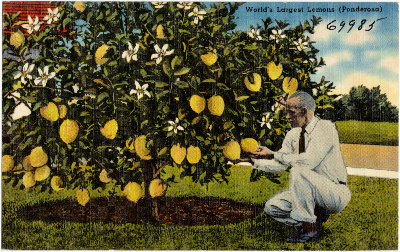 World's largest lemons (Ponderosa), Boston Public Library - undated