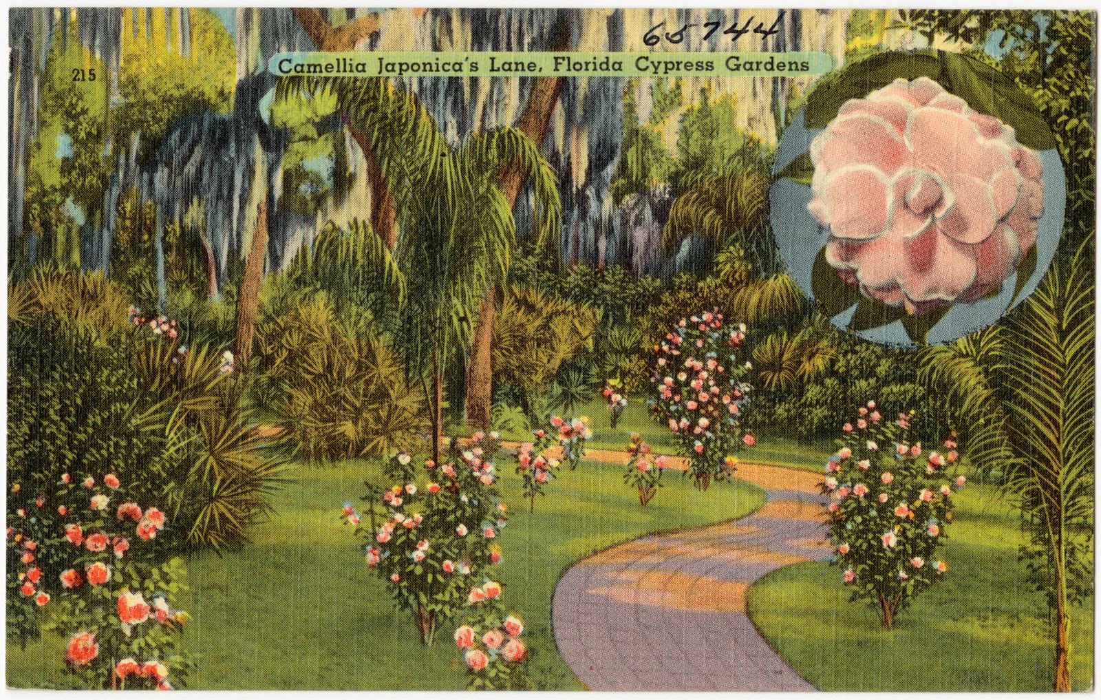Camellia Japonica's lane, Florida Cypress Gardens, Boston Public Library - undated