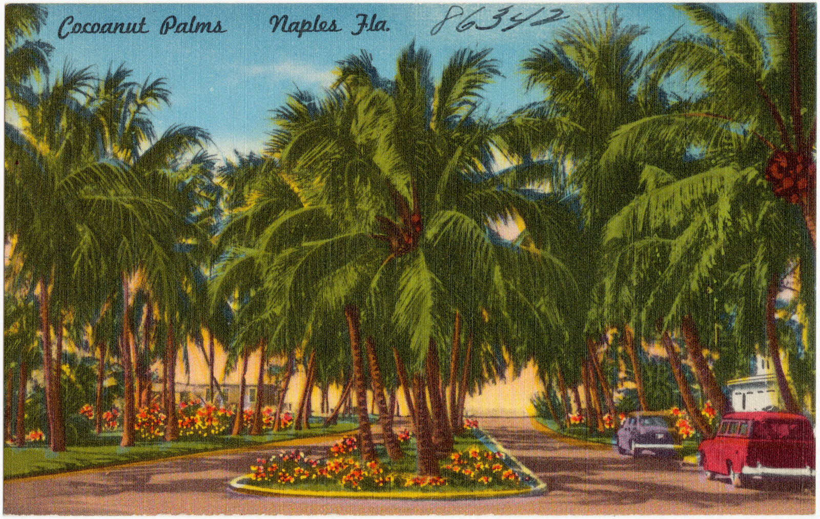 Cocoanut palms, Naples, Florida, Boston Public Library - undated