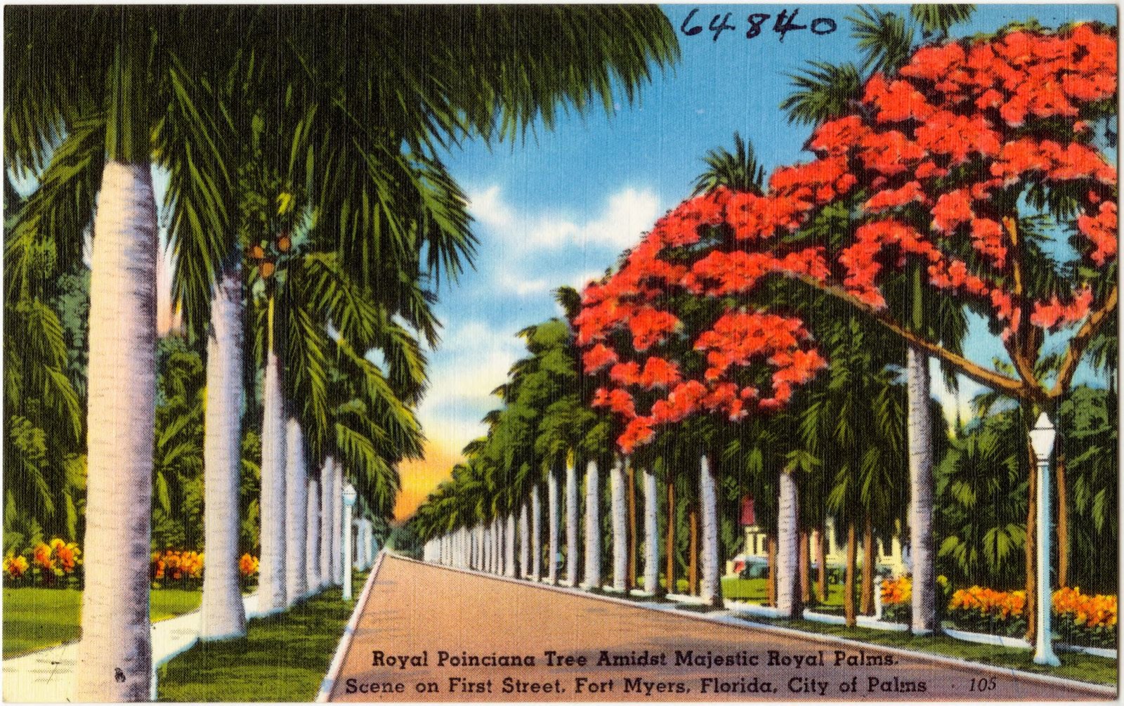 Royal Poinciana tree amidst majestic Royal Palms, Scene on First Street Fort Myers, Florida, City of Palms, Boston Public Library - undated