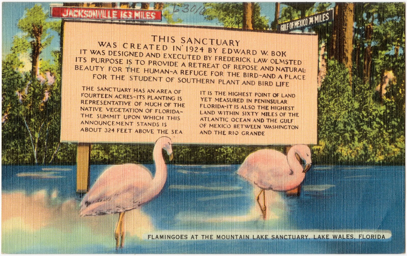 Flamingoes at the Mountain Lake Sanctuary, Lake Wales, Florida, Boston Public Library - undated