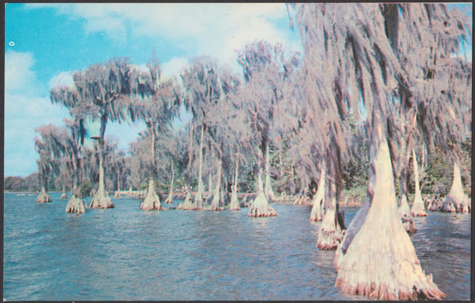 Cypress trees - Cypress Gardens, Winter Haven, Florida, Boston Public Library - undated