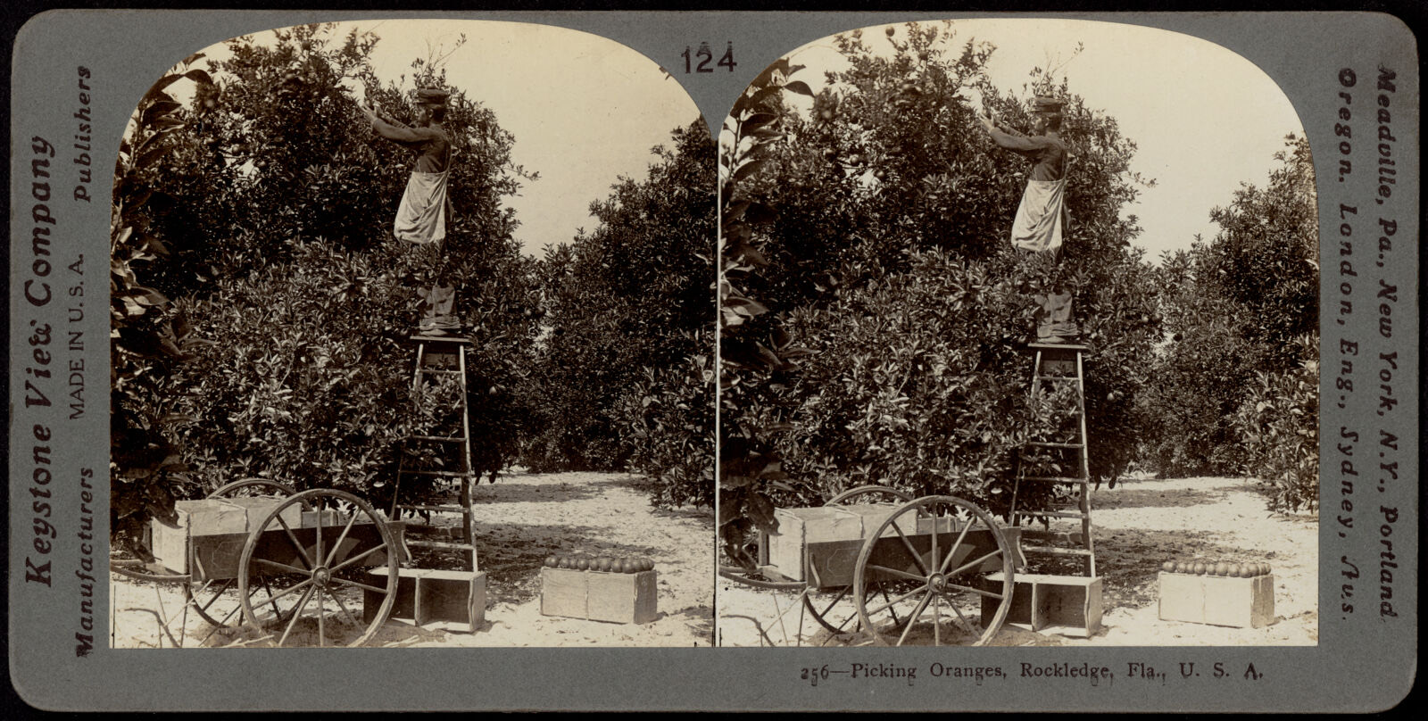 Picking oranges, Rockledge Florida, U.S.A., Boston Public Library - undated