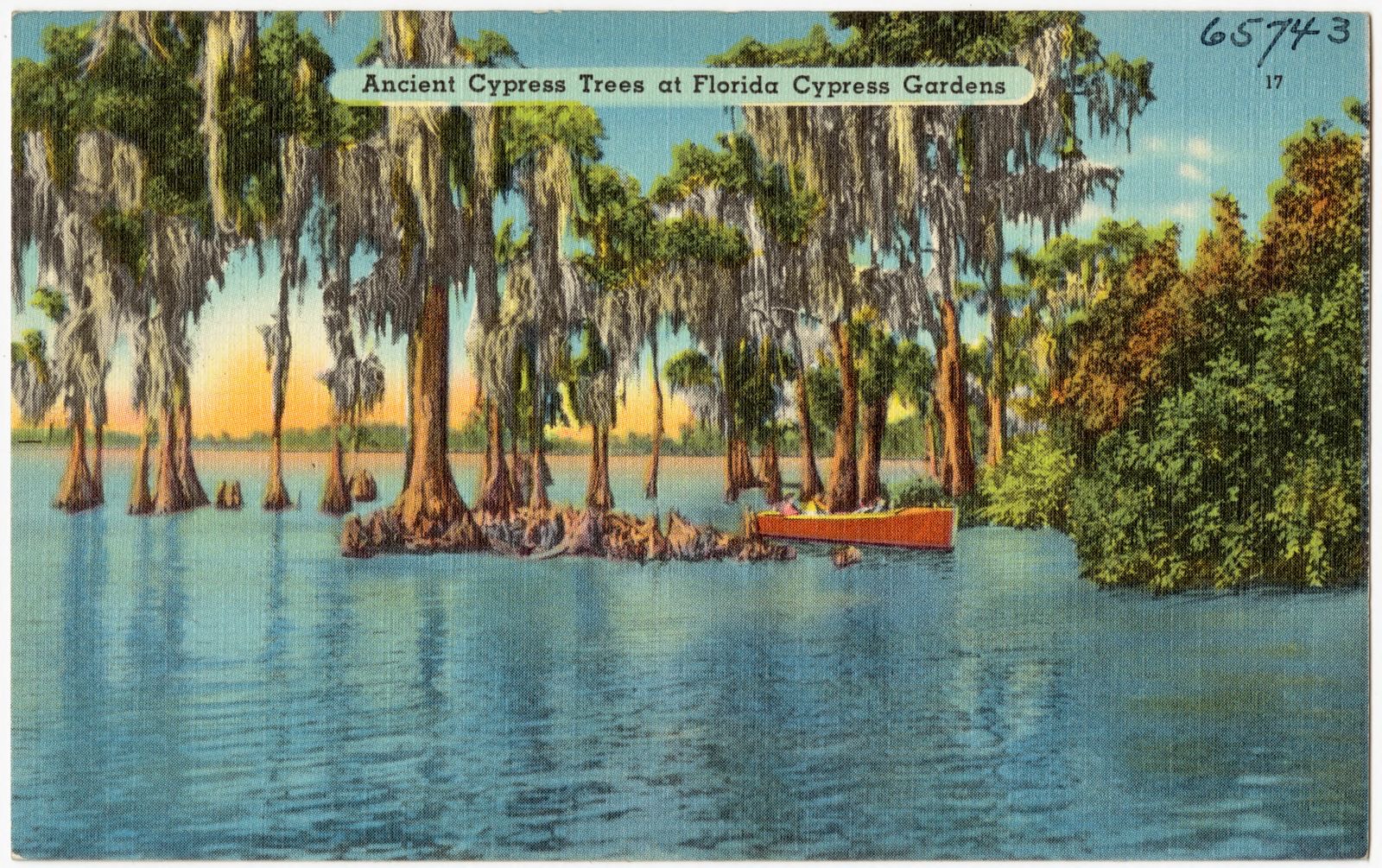 Ancient cypress trees at Florida Cypress Gardens, Boston Public Library - undated