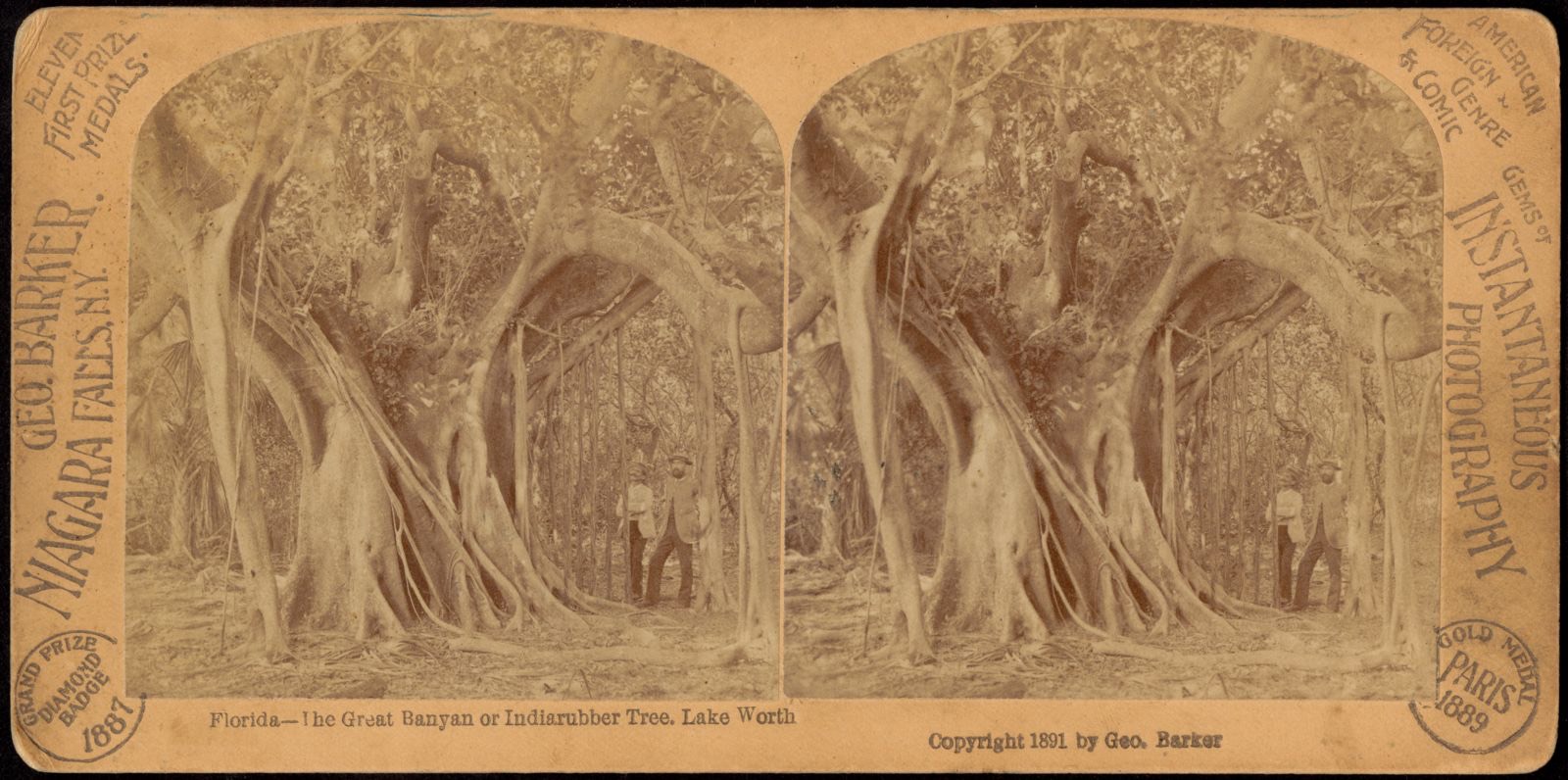 Florida -- The Great Banyan or Indiarubber tree. Lake Worth, Boston Public Library - undated