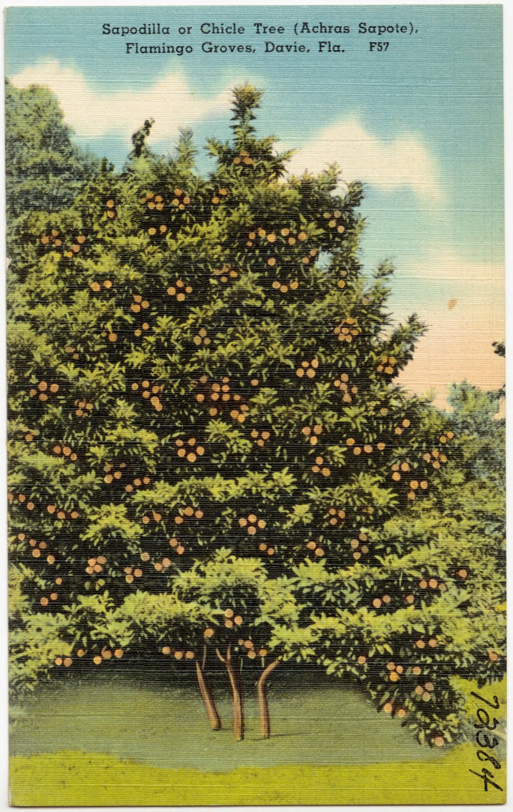 Sapodilla or Chicle Tree (Achras Sapote), Flamingo Groves, Davie, Florida, Boston Public Library - undated