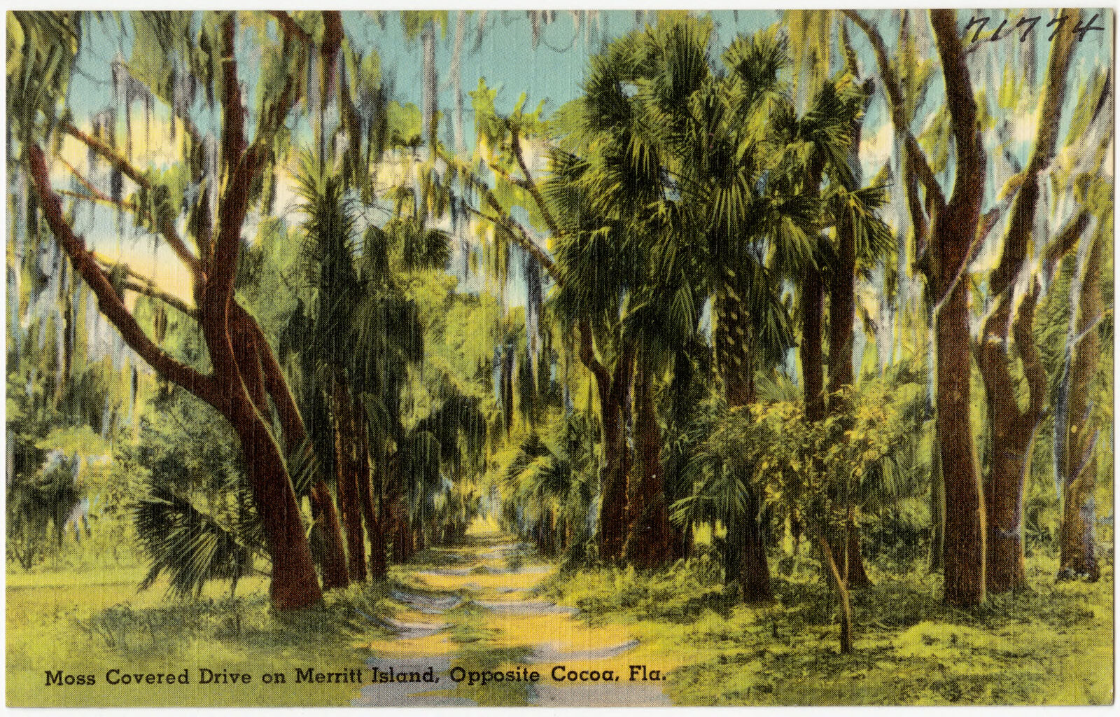 Moss covered drive on Merritt Island, opposite Cocoa, Fla., Boston Public Library - undated
