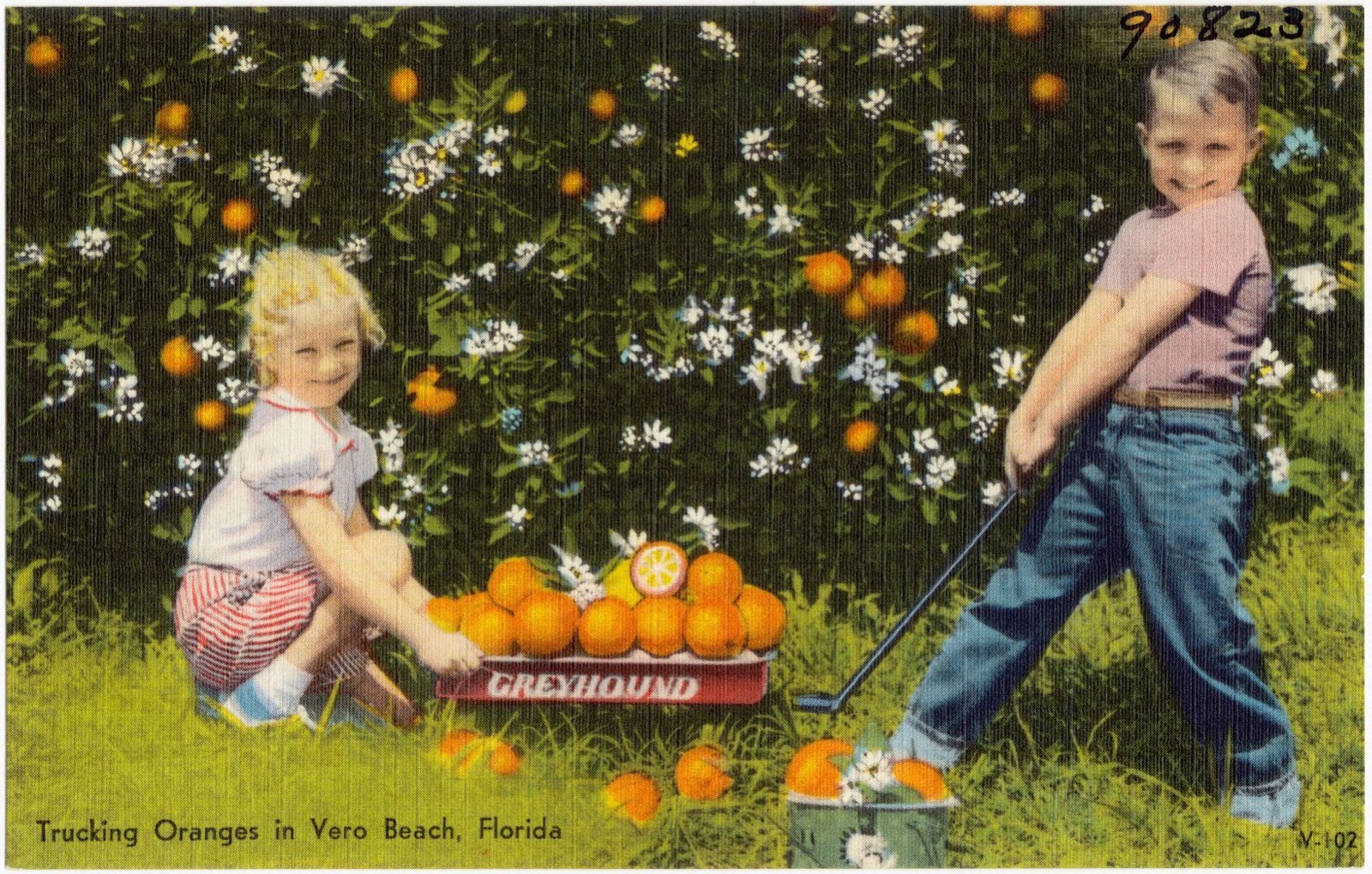 Trucking oranges in Vero Beach, Florida, Boston Public Library - undated