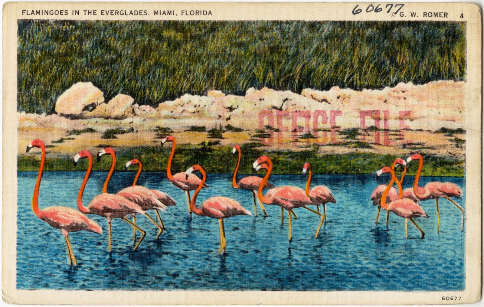 Flamingos in the Everglades, Miami, Florida, Boston Public Library - undated