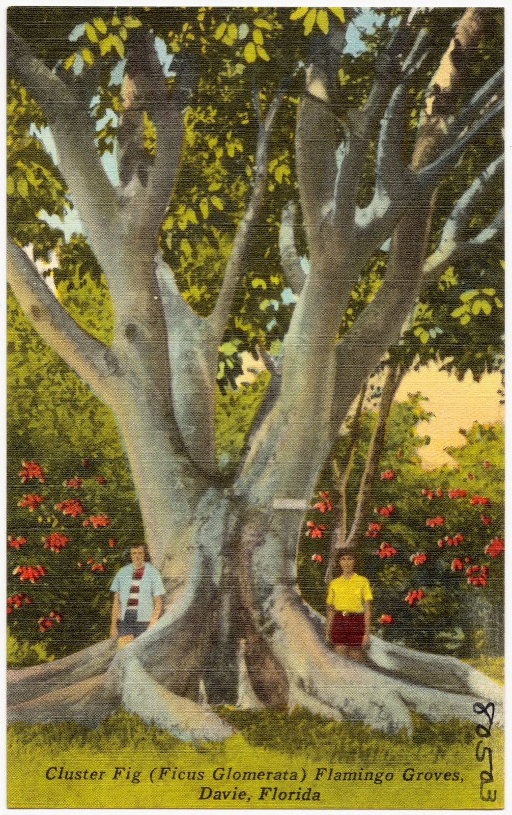 Cluster Fig (Ficus Glomerata), Flamingo Groves, Davie, Florida, Boston Public Library - undated