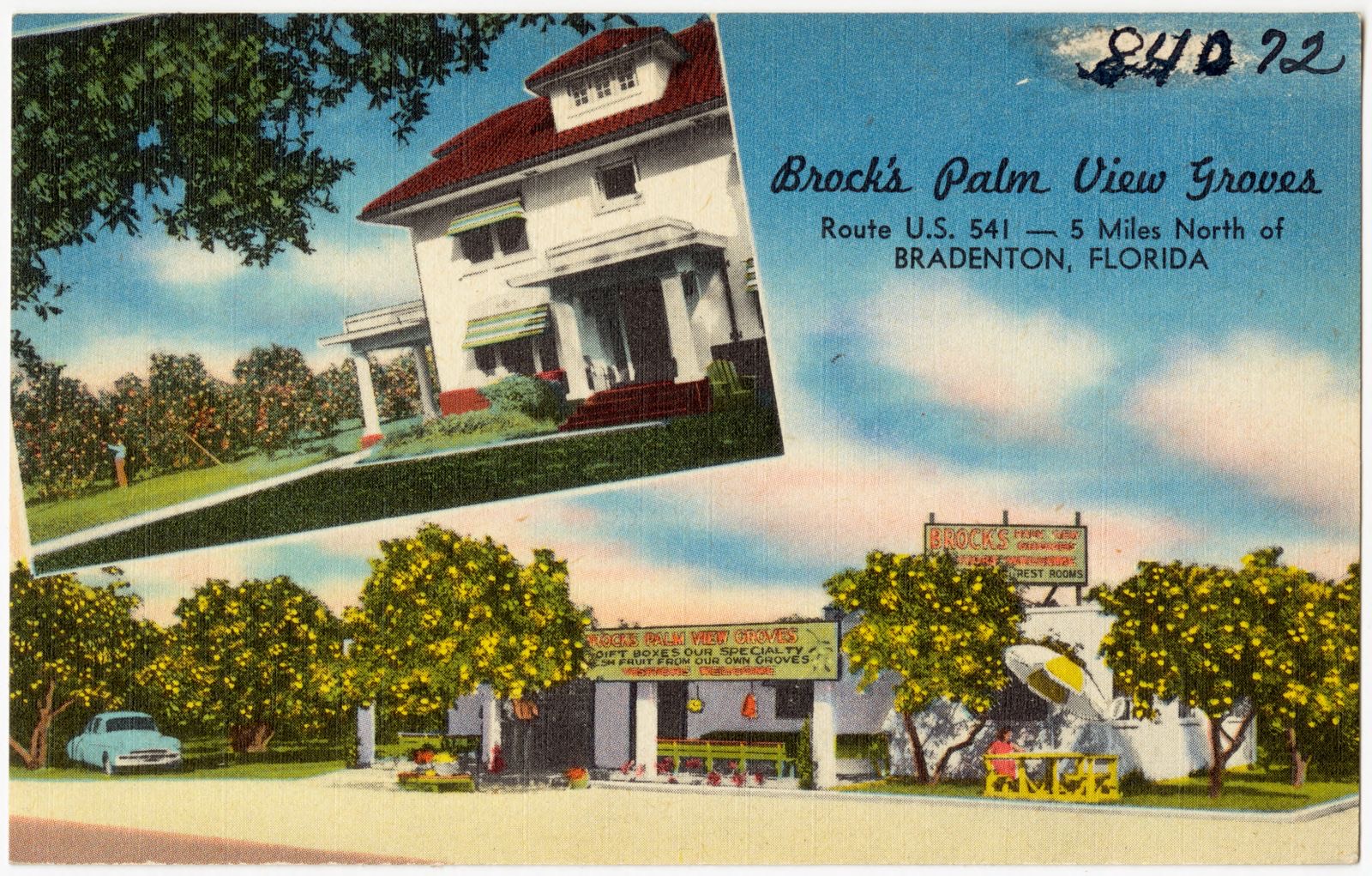 Brock's Palm View Groves- Route U. S. 541- 5 miles north of Bradenton, Florida, Boston Public Library - undated