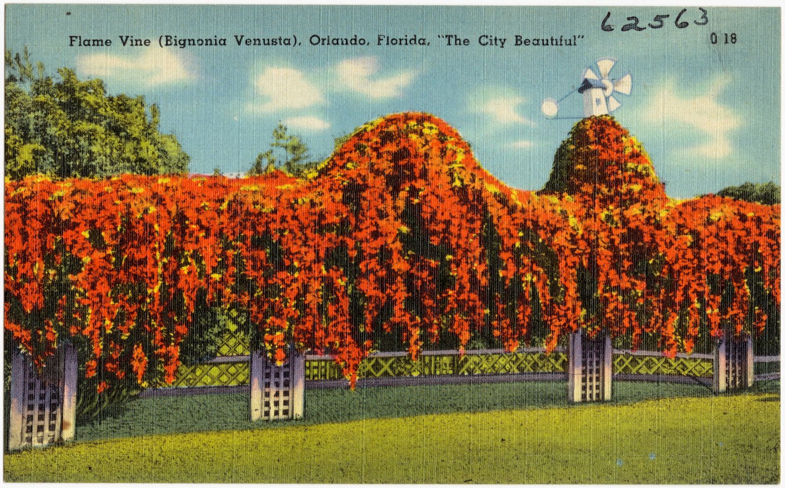 Flame Vine (Bignonia Venusta), Orlando, Florida, "the city beautiful", Boston Public Library - undated