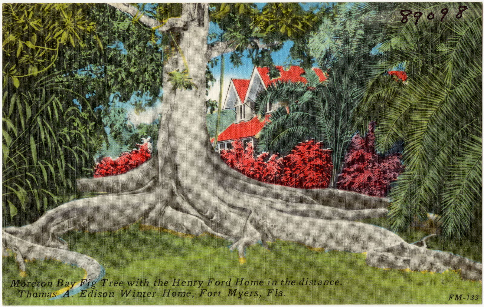 Moreton Bay fig tree with the Henry Ford Home in the distance, Thomas A. Edison winter home, Fort. Myers, Fla., Boston Public Library - undated