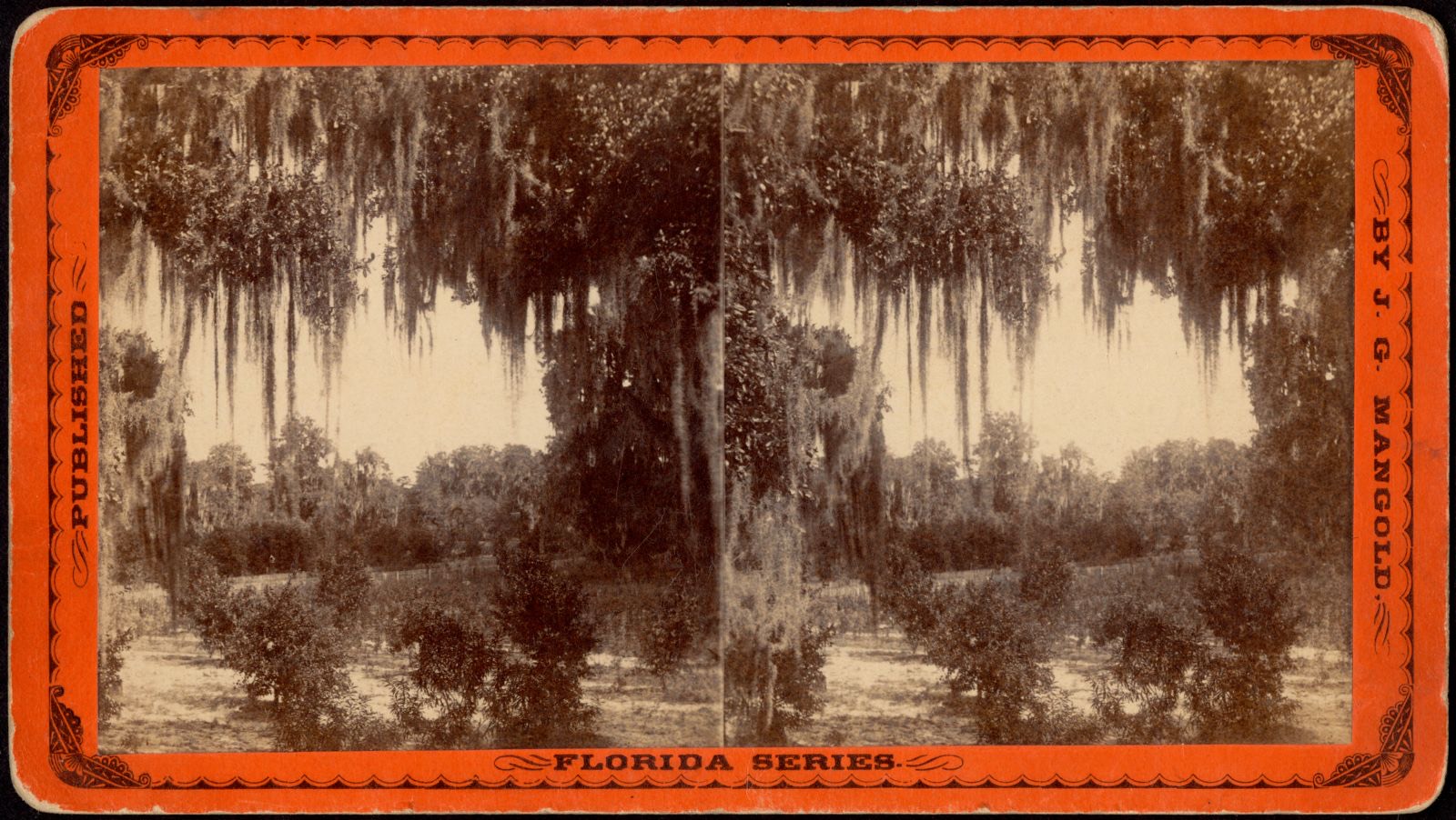 Moss veil Welaka Fla., Boston Public Library - undated