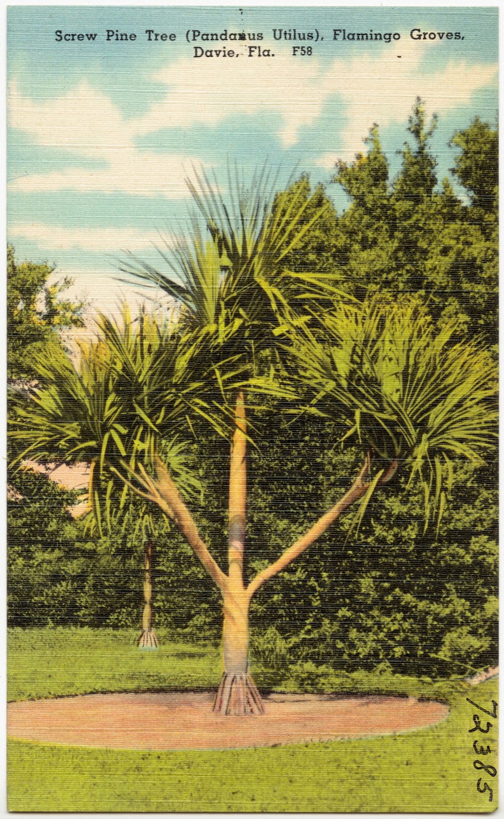 Screw Pine Tree (Pandanus Utilus), Flamingo Groves, Davie, Florida, Boston Public Library - undated