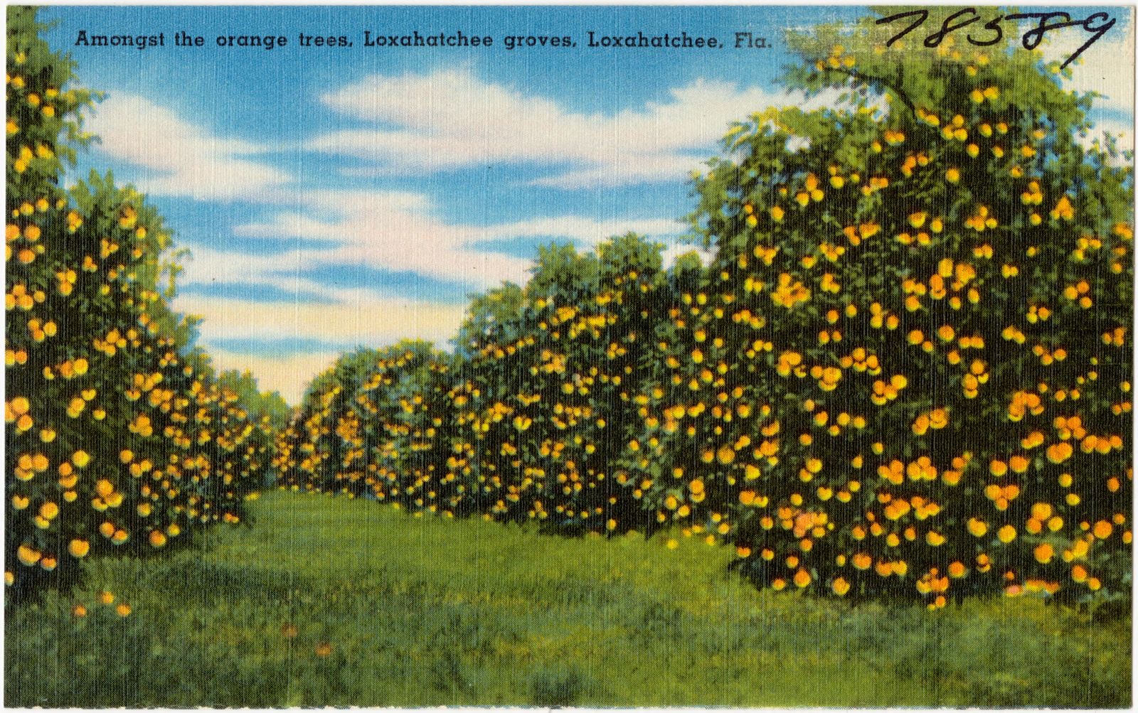 Amongst the orange tree, Loxahatchee groves, Loxahatchee, Fla., Boston Public Library - undated